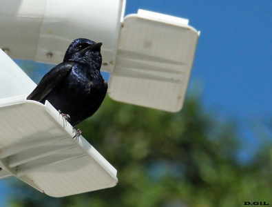  PURPLE MARTIN (Progne Subis) (Macho) 